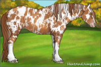 Horse Color:Gray Gold Champagne Appaloosa and Gray Gold Champagne Appaloosa