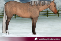 Horse Color:Bay Dun and Silver Bay Dun