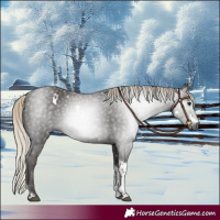 Horse Color:Gray White Spotted Silver Smoky Black Tobiano Rabicano