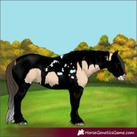 Horse Color:Bay Dun Splash Tobiano 
