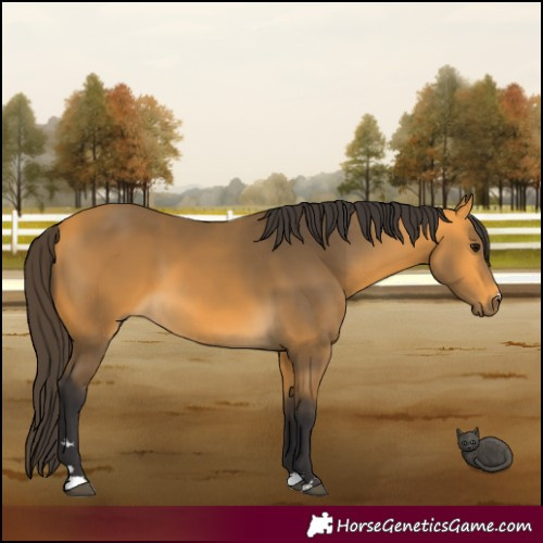 Horse Color:Buckskin 