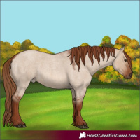 Horse Color:Red Dun Roan
