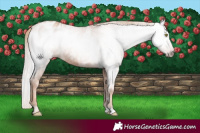 Horse Color:Gray Gold Champagne Appaloosa  and Gray Gold Champagne Appaloosa 