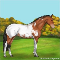 Horse Color:Bay Tobiano Appaloosa 