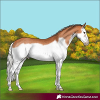 Horse Color:Silver Bay Splash Frame Rabicano 