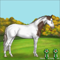Horse Color:Liver Chestnut Splash Tobiano Frame 
