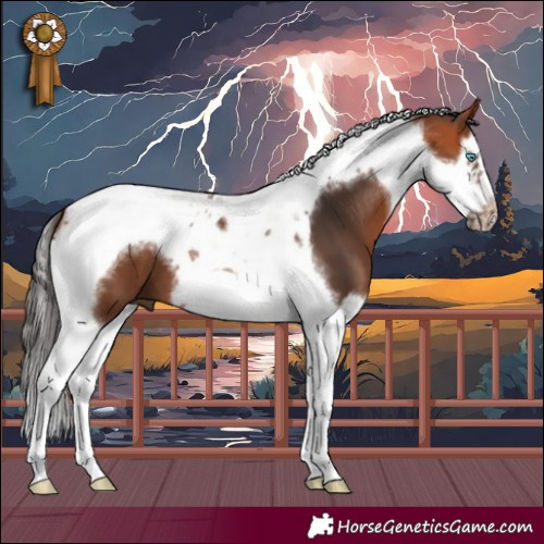 Horse Color:Bay Splash Tobiano Frame 