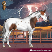 Horse Color:Bay Splash Tobiano Frame 