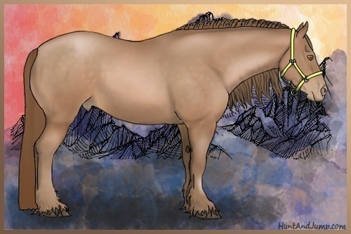 Horse Color:Bay Pearl 