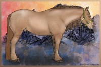 Horse Color:Bay Pearl