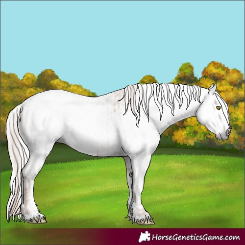 Horse Color:Gray Gold Champagne Appaloosa  and Gray Gold Champagne Dun Appaloosa 