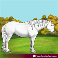 Horse Color:Gray Gold Champagne Appaloosa  and Gray Gold Champagne Dun Appaloosa 