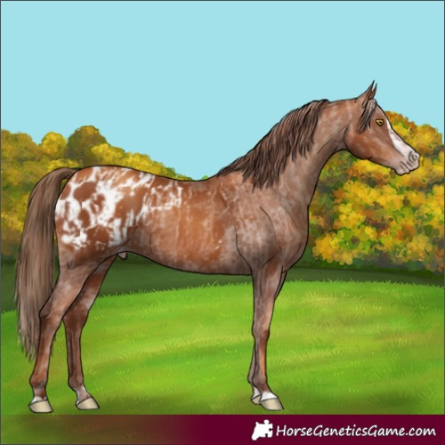 Horse Color:Gray Gold Champagne Appaloosa  and Gray Gold Champagne Splash Appaloosa 