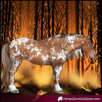 Horse Color:Gray White Spotted Amber Champagne Mushroom Tobiano Blanket Rabicano and Gray White Spotted Gold Champagne Blanket