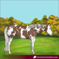 Horse Color:White Spotted Silver Black Splash