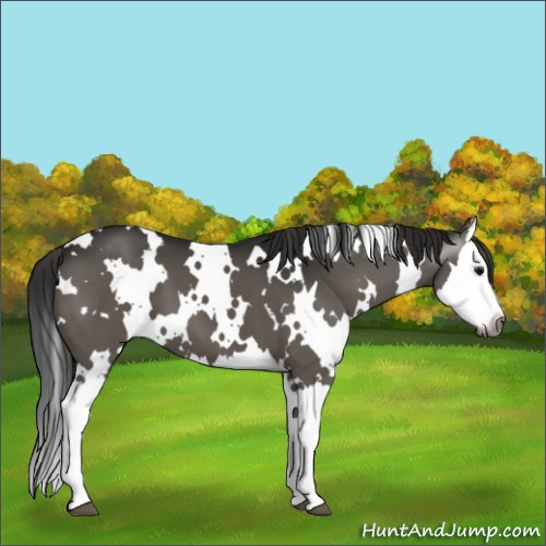 Horse Color:Gray White Spotted Black Splash 