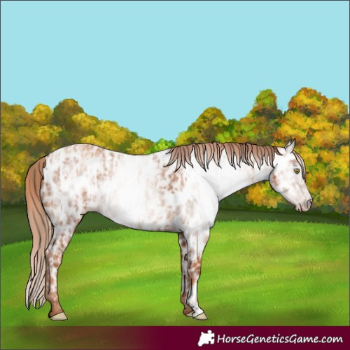 Horse Color:Gray Gold Champagne Appaloosa  and Gray Gold Champagne Appaloosa 