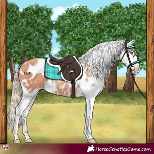 Horse Color:Gold Champagne Appaloosa  and Gold Champagne Appaloosa 