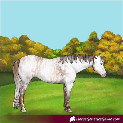Horse Color:Gray Gold Champagne Appaloosa  and Gray Amber Champagne Appaloosa 