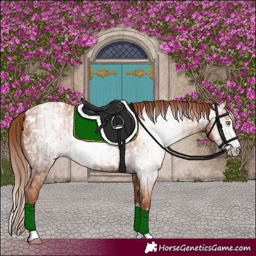 Horse Color:Gray Gold Champagne Appaloosa  and Gray Gold Champagne Appaloosa 