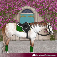 Horse Color:Gray Gold Champagne Appaloosa  and Gray Gold Champagne Appaloosa 