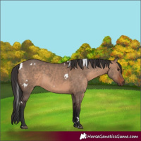 Horse Color:White Spotted Brown Dun 