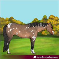 Horse Color:White Spotted Brown Dun 