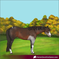 Horse Color:Liver Chestnut Sabino Tobiano