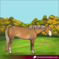Horse Color:Chocolate Palomino Dun Sabino 