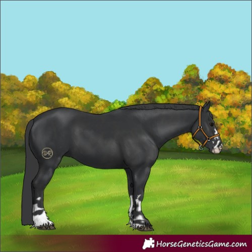 Horse Color:Black and Black