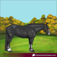Horse Color:Black  and Black 