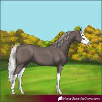 Horse Color:Silver Black Splash