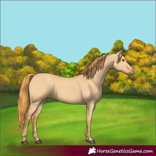 Horse Color:Red Dun 