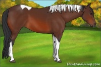 Horse Color:Bay Tobiano 