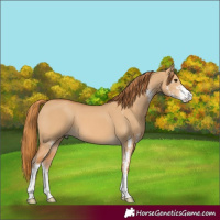 Horse Color:Red Dun Sabino
