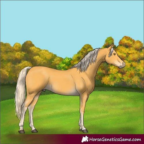 Horse Color:Palomino 