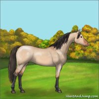 Horse Color:Bay Dun 