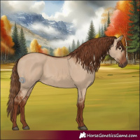 Horse Color:Red Dun Rabicano