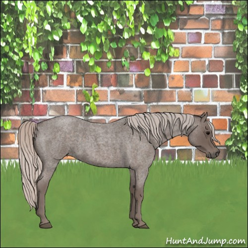 Horse Color:Silver Blue Roan