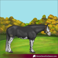 Horse Color:Black  and Black Splash 