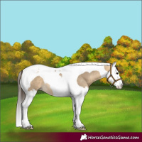 Horse Color:Buckskin Dun Splash Tobiano 