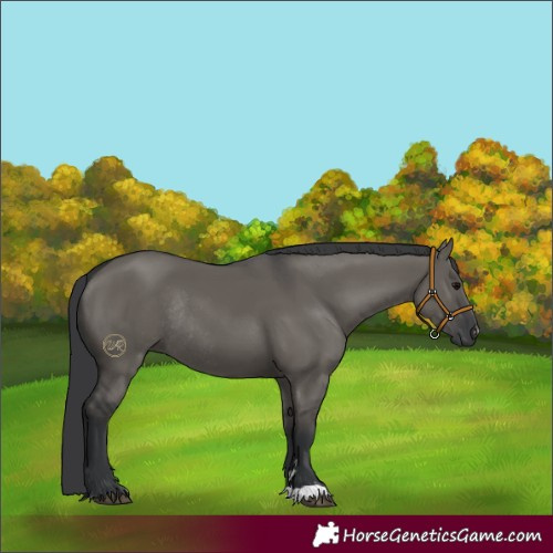 Horse Color:Grullo Rabicano