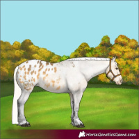 Horse Color:Silver Buckskin Appaloosa 