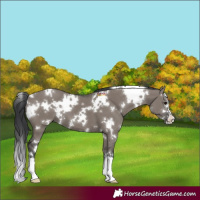 Horse Color:White Spotted Grullo 