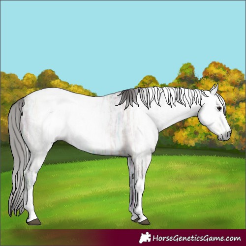 Horse Color:Gray Bay Ice Tobiano 