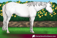 Horse Color:Gray Gold Champagne Appaloosa  and Gray Gold Champagne Appaloosa 