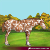 Horse Color:Gray Gold Champagne Near Leopard  and Gray Gold Champagne Near Leopard 