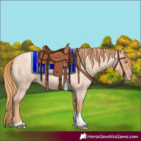Horse Color:Gold Champagne Roan Tobiano
