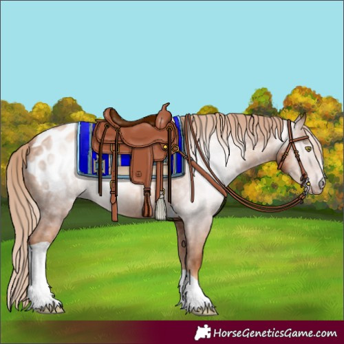 Horse Color:Gray Gold Champagne Tobiano Appaloosa 