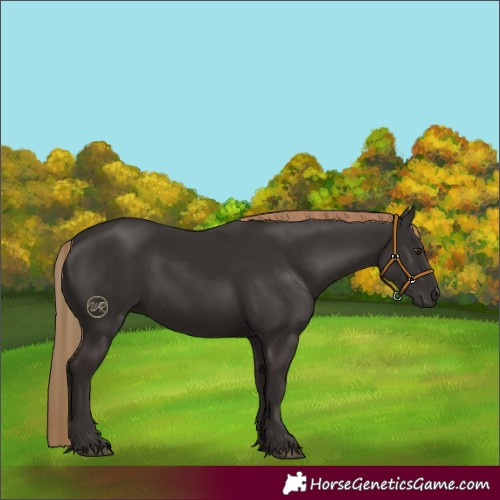 Horse Color:Liver Chestnut 